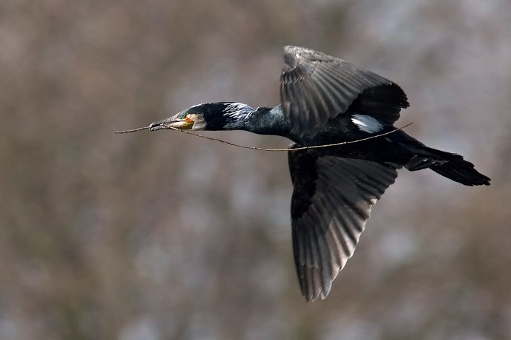 Kormoran